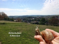 Helmsheimer Schnecken